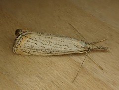 Agriphila plumbifimbriellus