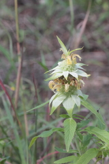 Monarda stanfieldii