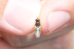 Hedriodiscus vertebratus