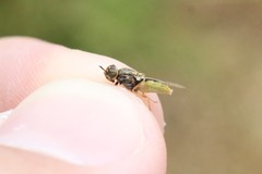 Hedriodiscus vertebratus