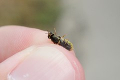 Hedriodiscus vertebratus