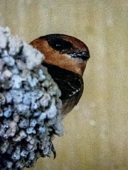 Petrochelidon fulva