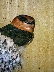 Petrochelidon fulva