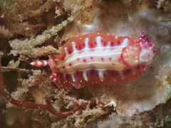 Hypselodoris decorata