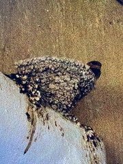 Petrochelidon fulva