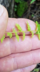 Cystopteris bulbifera