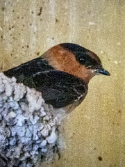 Petrochelidon fulva