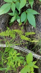 Cystopteris bulbifera