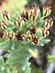 Crassula ericoides