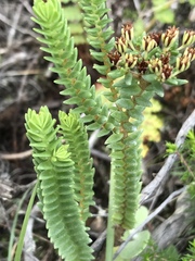 Crassula ericoides