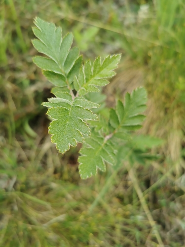 Image of Hedlundia hybrida by (c) Roar Nybø, some rights reserved (CC BY)