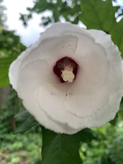 Hibiscus syriacus