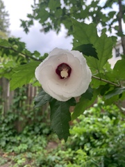 Hibiscus syriacus