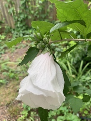 Hibiscus syriacus