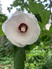 Hibiscus syriacus