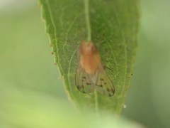 Homoneura occidentalis