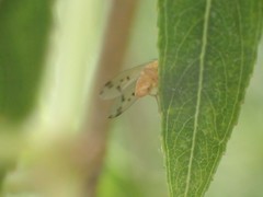 Homoneura occidentalis