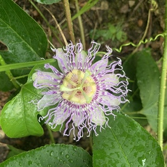 Passiflora incarnata