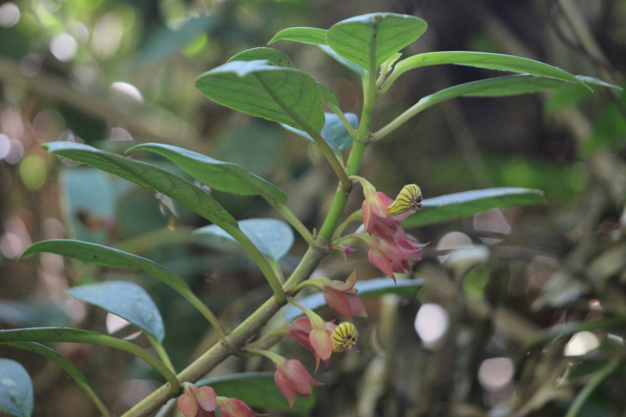 Nematanthus tessmannii