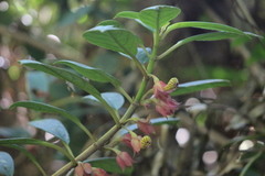 Nematanthus tessmannii