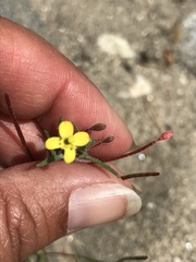Camissonia strigulosa