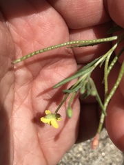 Camissonia strigulosa