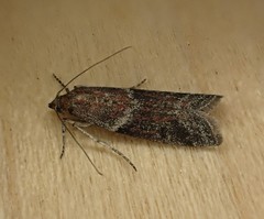 Ephestiodes erythrella