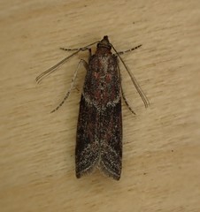 Ephestiodes erythrella