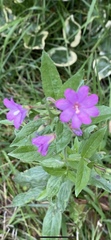 Epilobium hirsutum