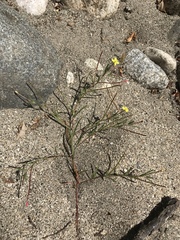 Camissonia strigulosa