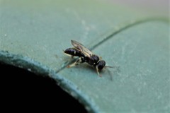 Clitemnestra bipunctata