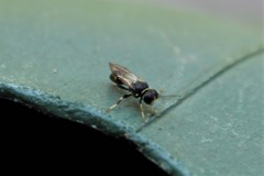 Clitemnestra bipunctata