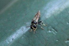 Clitemnestra bipunctata
