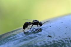 Clitemnestra bipunctata