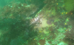 Oxylebius pictus