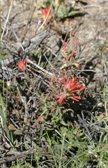 Castilleja montigena