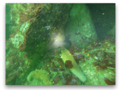 Apostichopus parvimensis