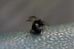 Clitemnestra bipunctata