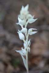 Cephalanthera austiniae