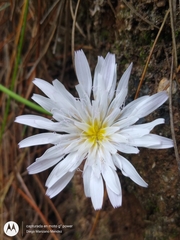 Pinaropappus spathulatus