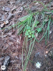 Pinaropappus spathulatus