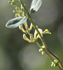 Lonicera interrupta
