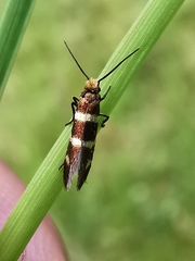 Micropterix aureatella