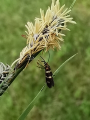 Micropterix aureatella