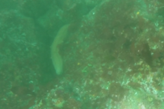 Apostichopus parvimensis