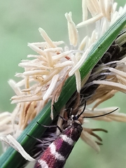 Micropterix aureatella