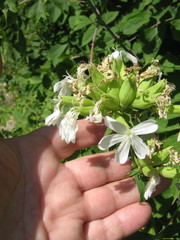 Saponaria officinalis