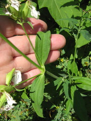 Saponaria officinalis