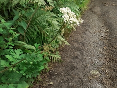 Heracleum sphondylium sphondylium