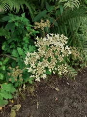 Heracleum sphondylium sphondylium